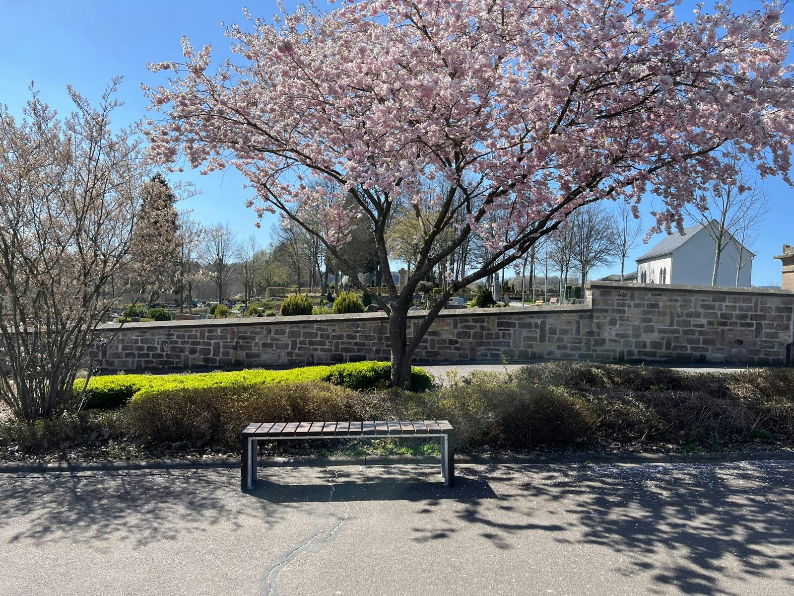 Parkbank aus braunen Holzbrettern mit grauen Metallbeinen vor Steinmauer, Kirschblüten im Hintergrund.